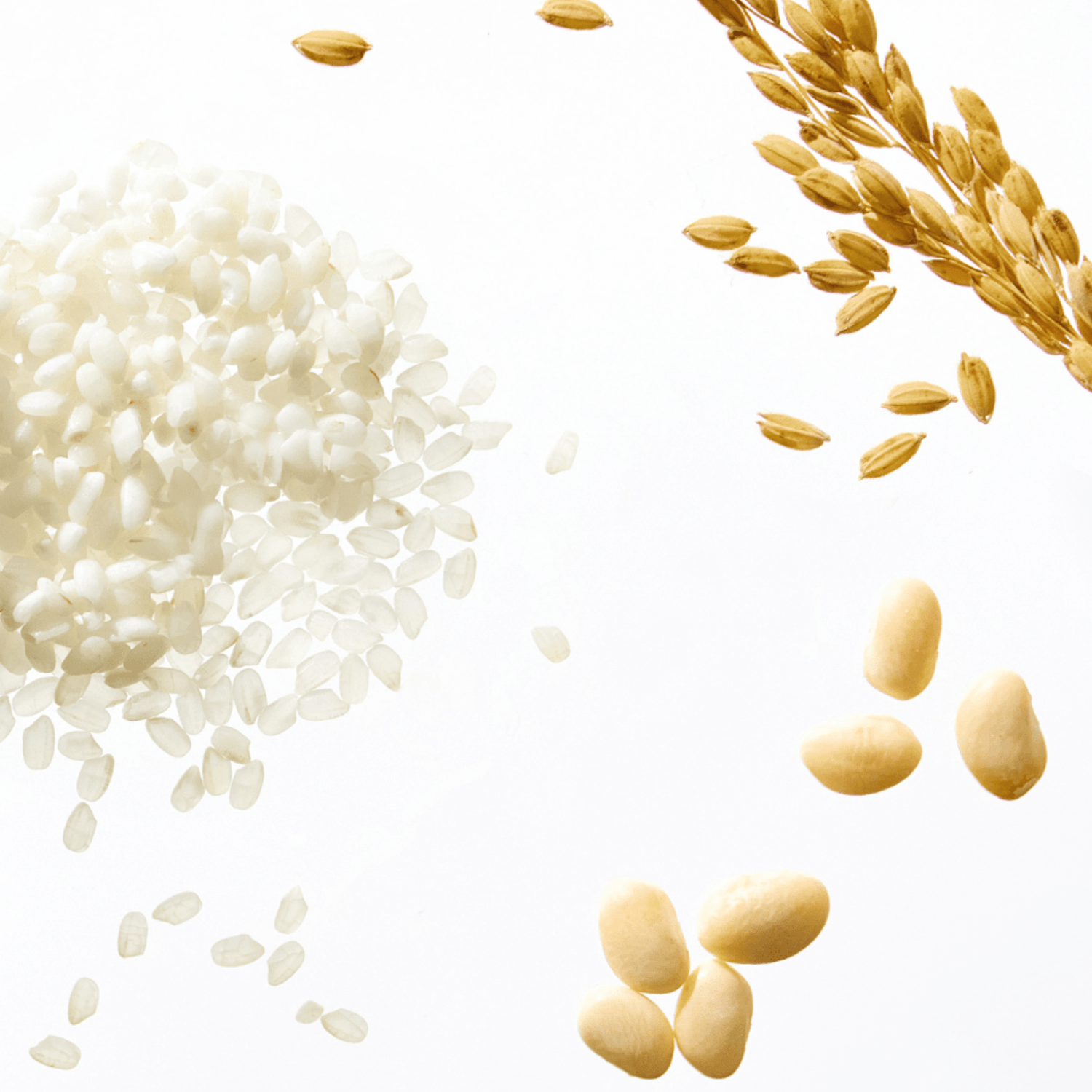 Rice