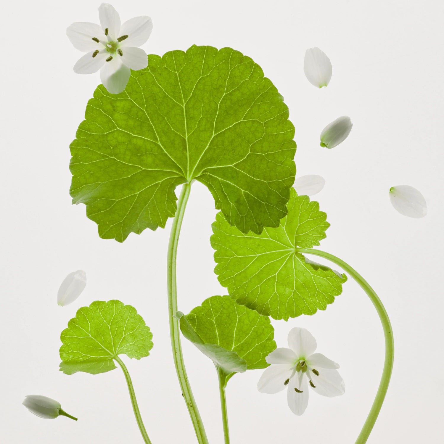 Centella