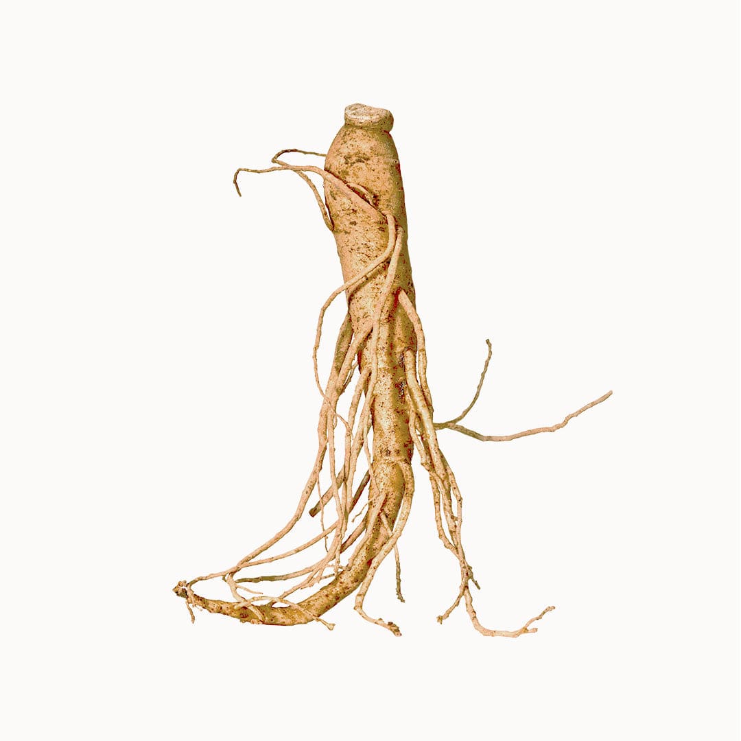 Ginseng